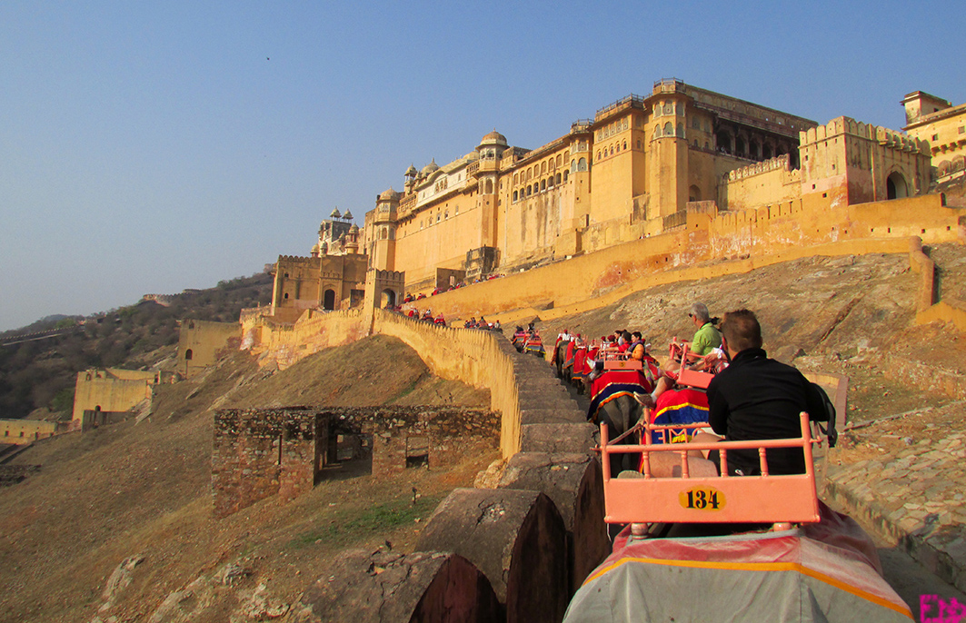 EODAFElephantUpSMALL copy