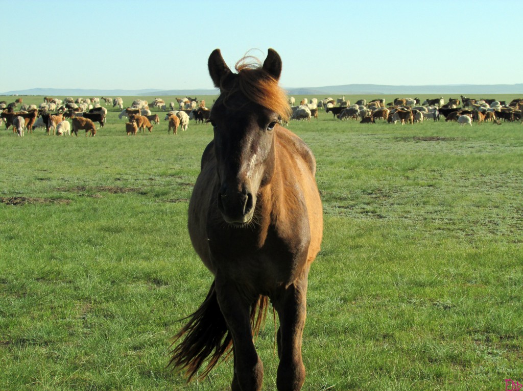 EODMongoliaHorseSMALL