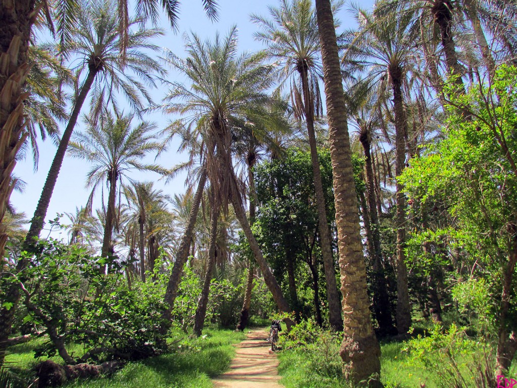 EODTunisiaOasis copy