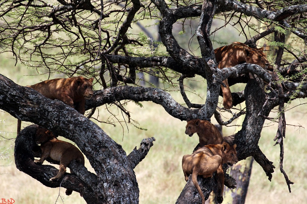 BODTreeofLionsFrontSMALL