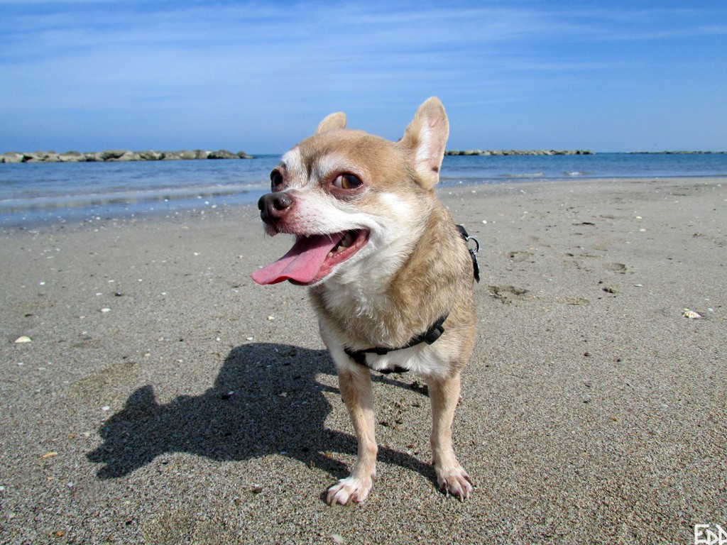 EODAnubisBeachWalkSMALL