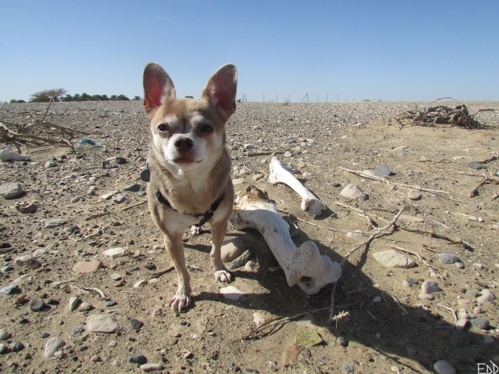 EODAnubisBonesOriginalSMALL