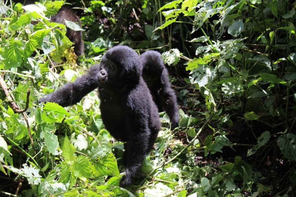 Gorilla babies in Uganda (Photo: Emily O'Dell)