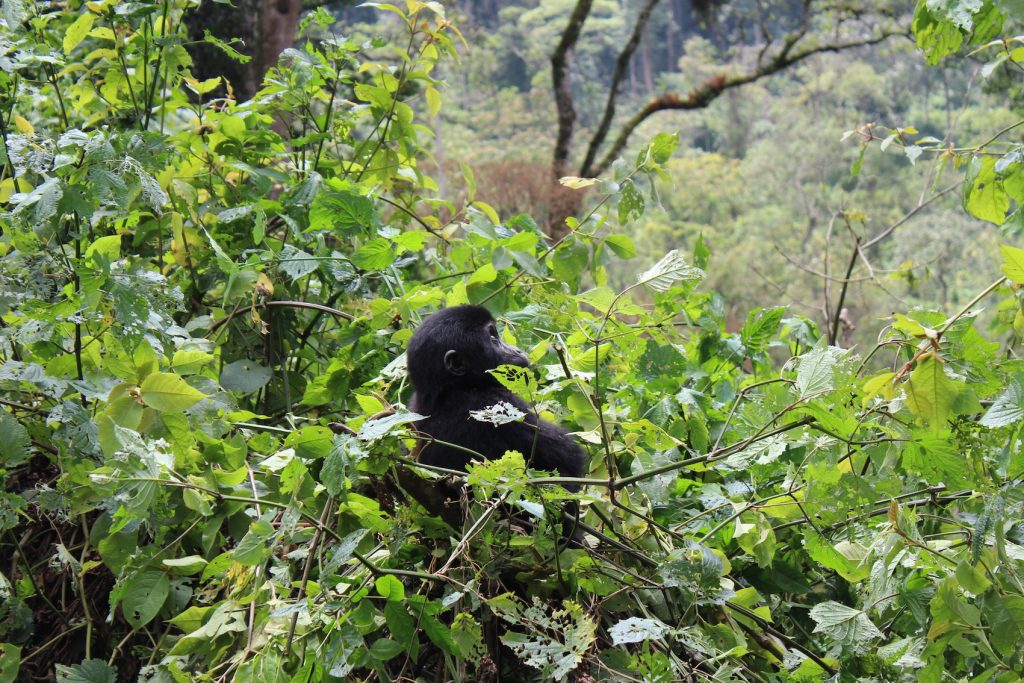 Gorilla baby sunbathing (Photo: Emily O'Dell)