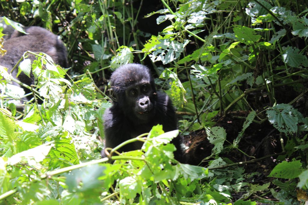 Gorilla baby! (Photo: Emily O'Dell)