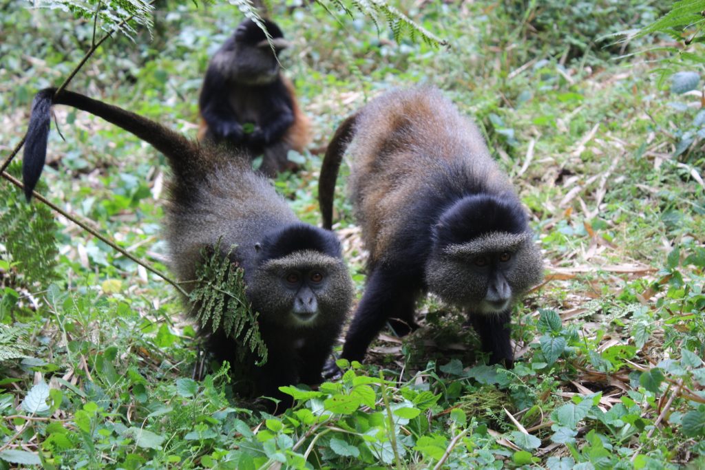 Golden monkeys in Rwanda (Photo: Emily O'Dell)