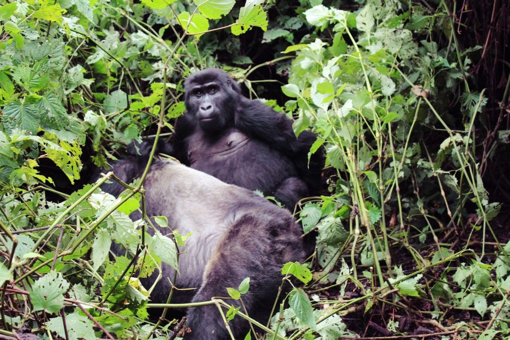 Gorilla mommy (Photo: Emily O'Dell)