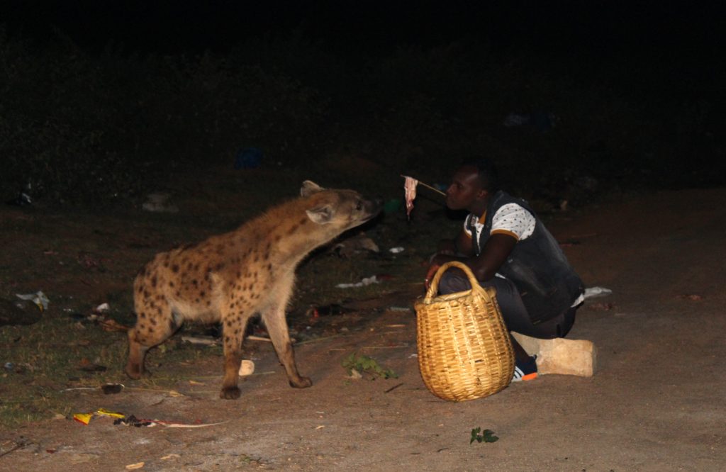 Hyena feeding in Harar (Photo: Emily O'Dell)